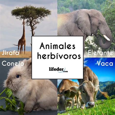 Animais Herbivoros Lista De Nomes - Animais Herbivoros Lista De Nomes - HerbsEdu