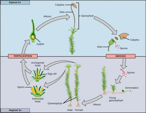 The Plant Kingdom Introductory Biology Evolutionary And Ecological Perspectives