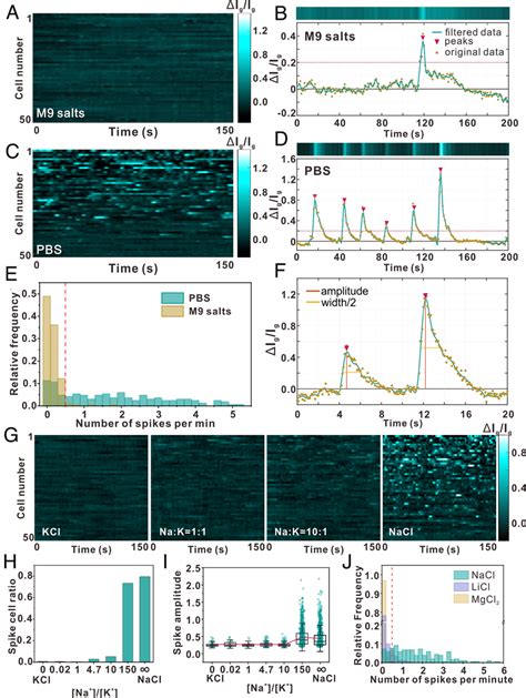 Distinct Dynamics Of E Coli Membrane Voltage In Pbs And M Salts A