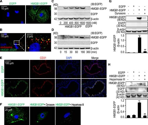 Internalization Of HMGB1 High Mobility Group Box 1 Promotes