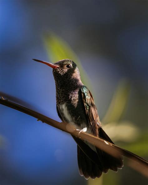 Close-Up Photo of a Brown Northern Cardinal Bird Perched on a Branch ...