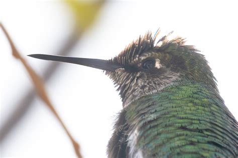 Hummingbird Kevin Gill Flickr