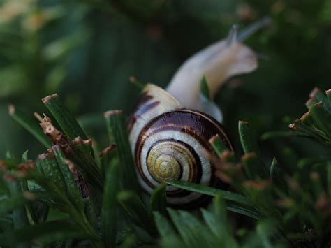 Snail Garden Shell Free Photo On Pixabay Pixabay