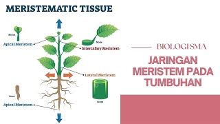 Ciri Ciri Jaringan Meristem Jenis Dan Fungsinya Yang Perlu Diketahui
