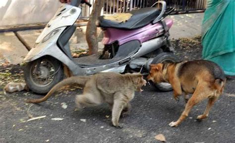 CONMOVEDOR Mono Se Apiada De Un Perrito Desamparado Y Lo Defiende Del