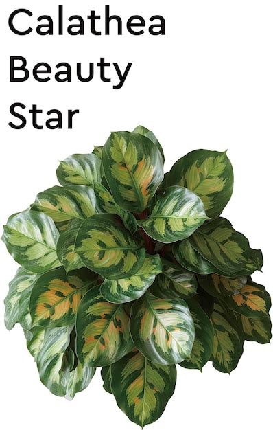 Premium Vector | Calathea beauty star