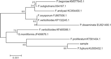 Scielo Brasil Antimicrobial Screening Of Endophytic Fungi Isolated