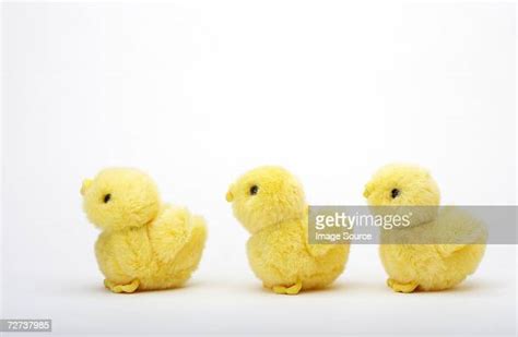 3 Baby Chicks Photos And Premium High Res Pictures Getty Images