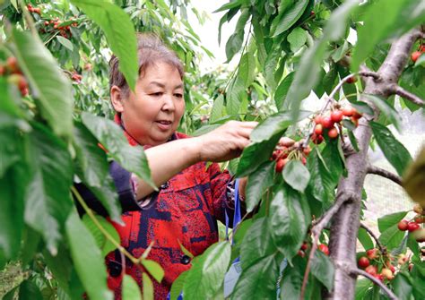 三门峡示范区阳店镇：大樱桃种出幸福生活 大河网