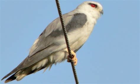 Black Shouldered Kite Elanus Caeruleus Accipitridae Birds Of India