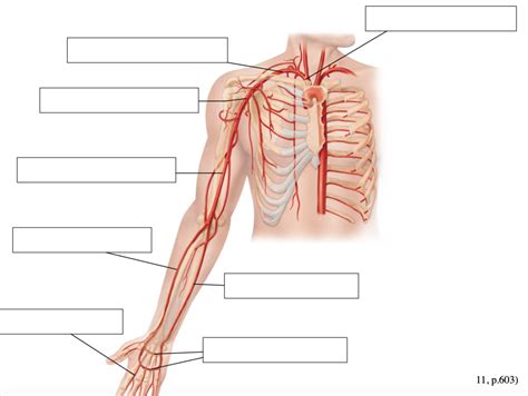 Arteries Upper Limb Diagram Diagram Quizlet