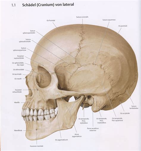 Anatomie Panosundaki Pin