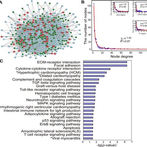 Mi Specific Mirna And Tf Mediated Regulatory Network And Its Structure