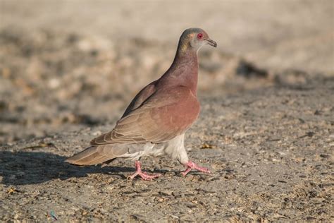 Pale Vented Pigeon From Guayacan La Lomita Palenque Chis