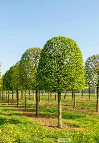 Formklippet oppstammet Agnbøk Carpinus betulus Tommys Planter