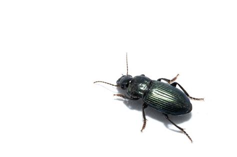 Carabidae Pictures