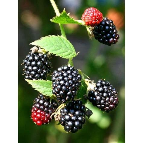 Top 10 Types Of Berries To Grow In Your Garden Thornless Blackberries