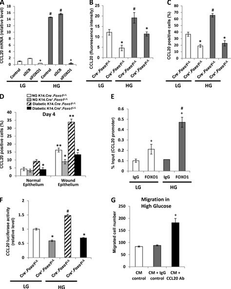 Foxo Regulation Of Ccl Is Dependent On Glucose Levels In Vitro And