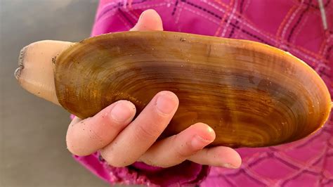 Razor Clamming At The Oregon Coast With This Locally Made Clam Gun