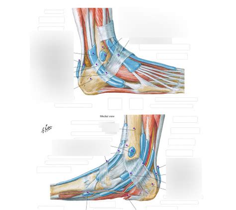 Superior Extensor Retinaculum