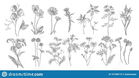 Collection De Fleurs Et D Herbes Tir Es Par La Main Illustration