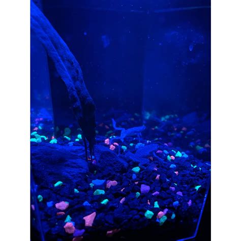 Glow Glow Fish And Frogs