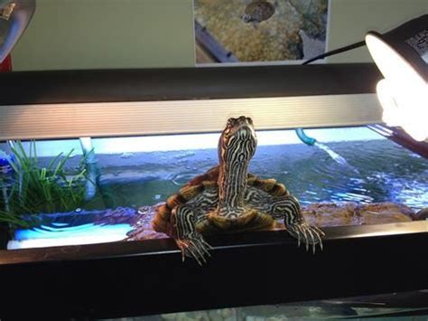 Diy Homemade Turtle Basking Platform Small Turtle Tank Turtle