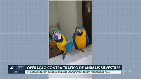 V Deo Homem Apontado Como Maior Traficante De Animais Do Pa S Foi