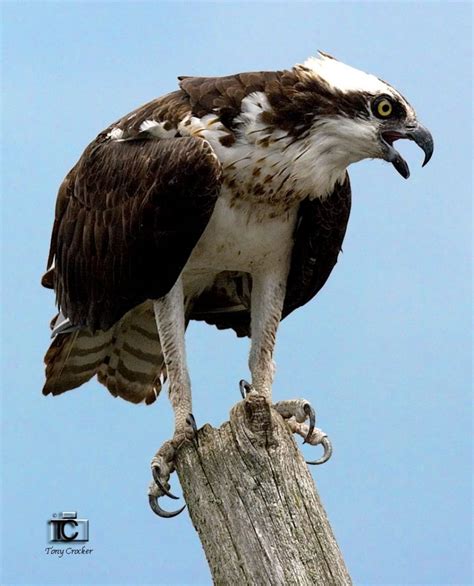 Osprey Facts – Friends of the Osprey