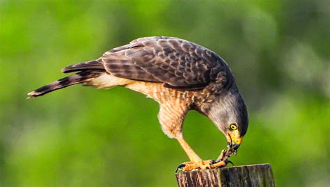 Vogel Raubgierig Falke Kostenloses Foto Auf Pixabay