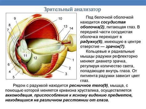 Сенсорные системы - презентация онлайн