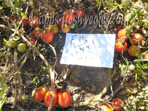 Ella S Pink Plum Tomato Seeds Knapp S Fresh Vegies