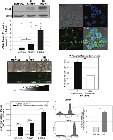 Analysis Of The Cell Surface Receptor CD44 As A Targeting Moiety For