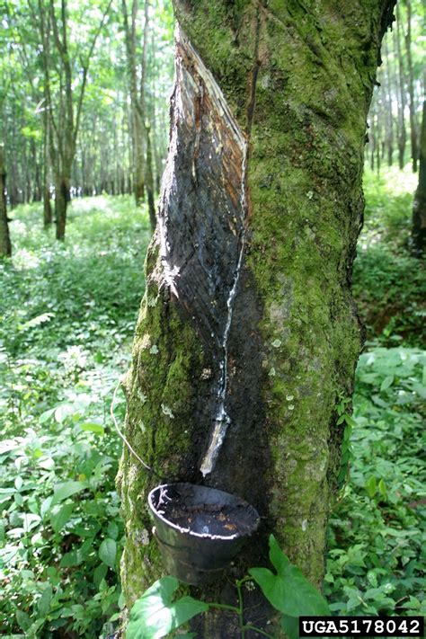 Meet A Tree: The Rubber Tree - Hevea brasiliensis