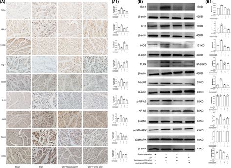 Immunohistochemical Analysis And Effects Of Ferulic Acid On The