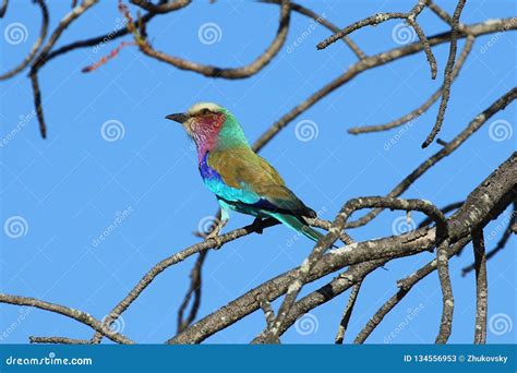 The Lilac Breasted Roller One Of The Most Common Birds In The Kruger