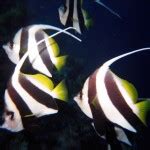 Moorish Idol: Facts, Characteristics, Habitat and More - Animal Place