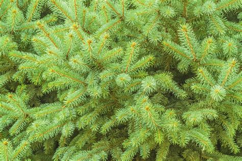 Douglas Fir Vs Fraser Fir Trees A Detailed Comparison