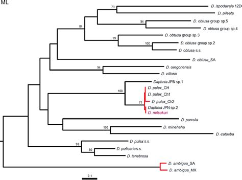 Phylogenetic Tree Of Daphnia Species Constructed By A Maximum