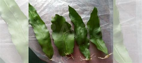 Эпифиллум купить в Москве | Товары для дома и дачи | Авито