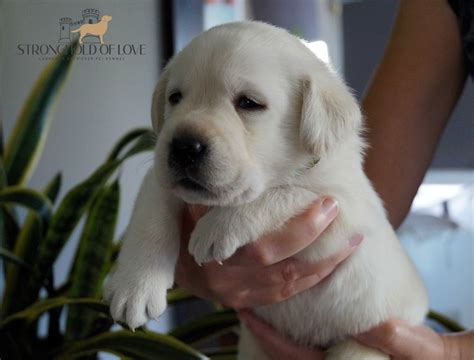 Labrador ZKwP FCI szczenię biszkoptowe rodowód Lublin OLX pl