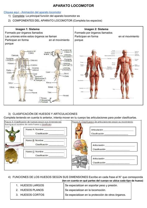 Actividad De Aparato Locomotor En Pdf Online Aparato Locomotor