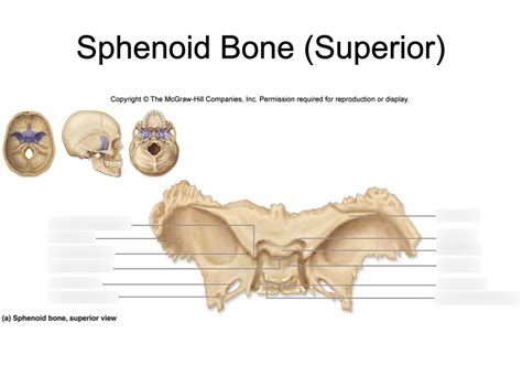 Sphenoid Bone Superior Diagram Quizlet