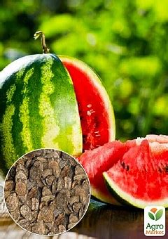 СЕМЕНА АРБУЗА: купить семена арбуза почтой в Киеве, Одессе и Украине ...