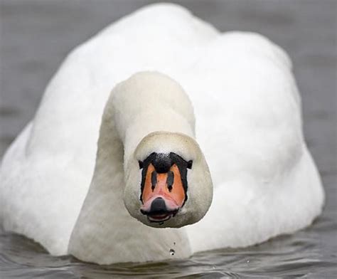 Mute Swan | Mute swan, Pet birds, Swan love