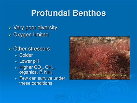 PPT - Benthic Fauna PowerPoint Presentation, free download - ID:6911095 