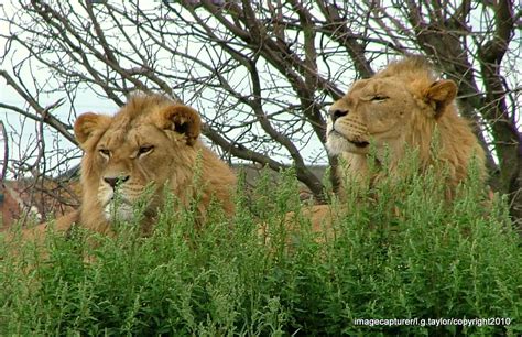 IMAGECAPTURER.: YORKSHIRE WILDLIFE PARK.