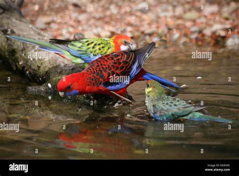 Perroquets et rosellas Banque de photographies et dimages à haute