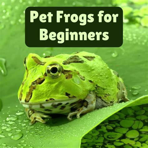 Best Pet Frogs For Beginners Pethelpful