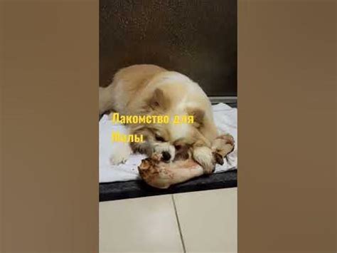 #собака#обжорка Мила - YouTube